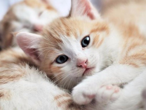 网购买到了“星期猫”导致自家名贵猫死亡，损失谁来赔？